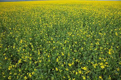 《赛博朋克2》不会在2029年之前发布 玩家需耐心等待